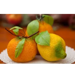 Foglie Limone pronte per frutta martorana