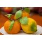 Foglie Limone pronte per frutta martorana