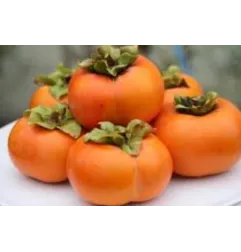 Foglie Frutta Martorana Loto- Kaki'
