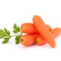 Stampo frutta martorana Carota