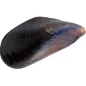 Moule moule pour fruits de Martorana