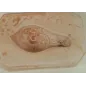 Stampo frutta martorana Lumaca Stampo frutta martorana Lumaca