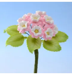 Ramo di Primula per decorazioni