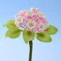 Ramo di Primula per decorazioni Ramo di Primula per decorazioni