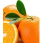Orangenblätter für Marzipan