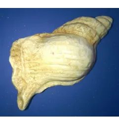 Stampo Conchiglia frutta martorana