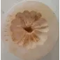 Stampo Zucca Pasta martorana in gesso