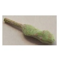Stelo per Nespola di martorana