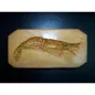 15 cm Scampo plaster mould